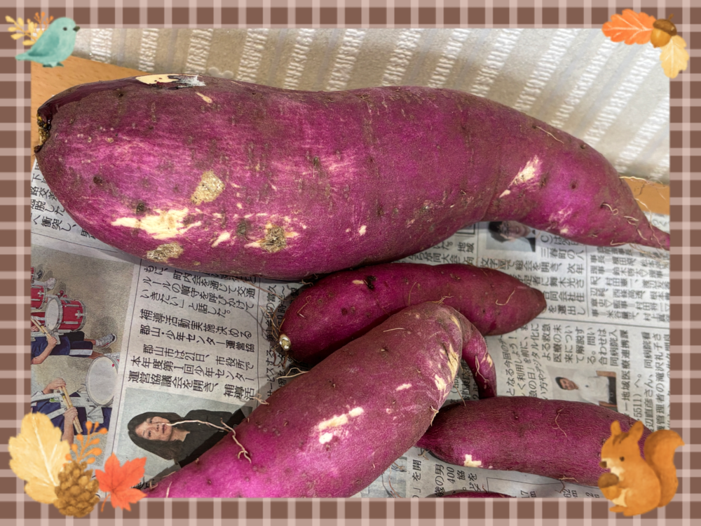さつまいも掘り